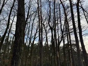 Prodej lesa, Klatovy, 7379 m2