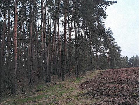 Prodej lesa, Mrtník, 1427 m2