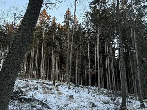 Prodej podílu lesa, Smilovy Hory, 1876 m2