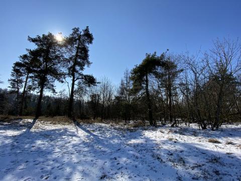 Prodej lesa, Klučov, 917 m2