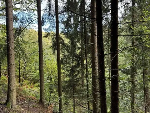 Prodej lesa, Kokořín, 1205 m2