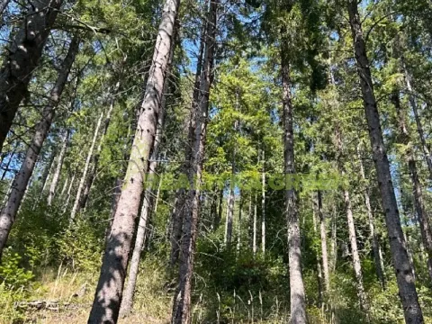 Prodej lesa, Nýdek, 14483 m2