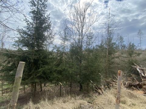 Prodej lesa, Kožichovice, 1273 m2