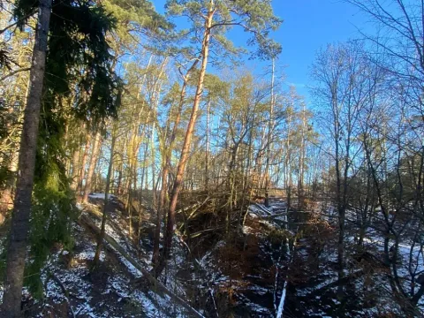 Dražba lesa, Všehrdy, 3720 m2