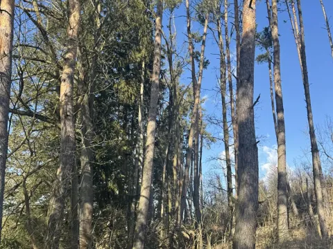 Prodej lesa, Temelín, 2220 m2