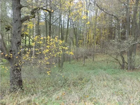 Dražba pozemku, Horní Stropnice, 2463 m2