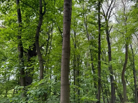 Prodej lesa, Stěbořice, 12789 m2
