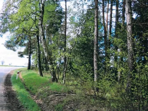 Prodej lesa, Nová Bystřice, 1241 m2