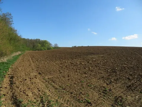Dražba pole, Pohořelice, 6041 m2