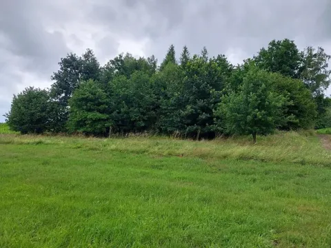 Prodej lesa, Hospříz, 1133 m2