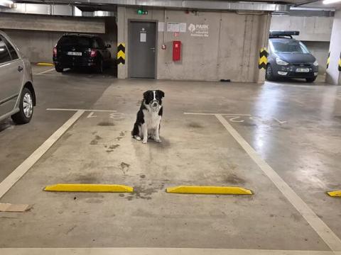 Pronájem garážového stání, Brno, Košinova, 13 m2