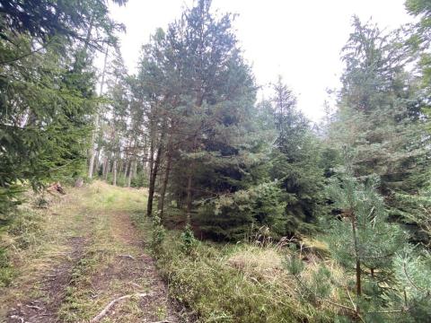 Prodej lesa, Pavlov, 1135 m2