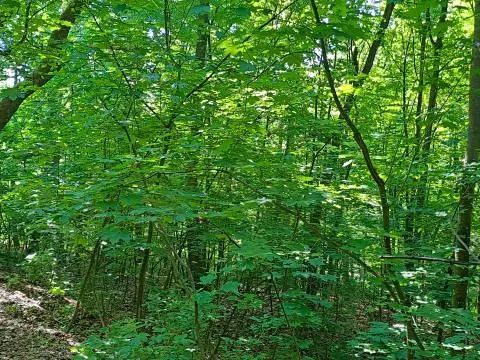 Prodej pozemku, Bechyně, 7030 m2