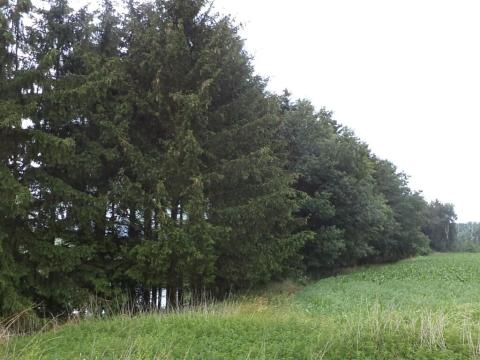 Dražba pozemku, Třebařov, 4992 m2