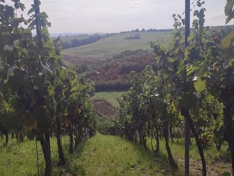 Prodej sadu/vinice, Blučina, 2677 m2