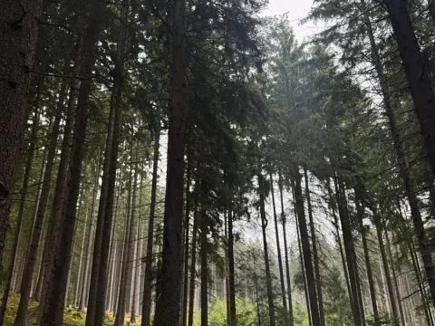 Prodej podílu pole, Nicov, 2230 m2