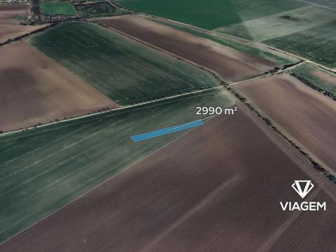 Prodej pole, Třibřichy, 2990 m2