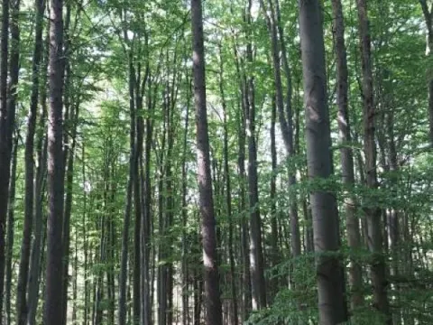 Prodej lesa, Vyskytná, 12390 m2