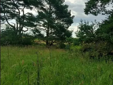 Prodej lesa, Ústrašín, 1179 m2