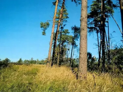 Prodej lesa, Dolní Vilémovice, 1844 m2