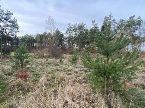 Dražba lesa, Kostelní Lhota, 9438 m2