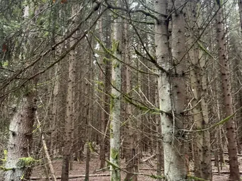 Prodej lesa, Dvory nad Lužnicí, 3483 m2