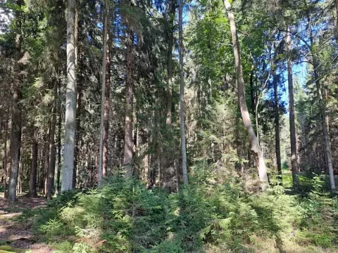 Prodej lesa, Srubec, 677 m2