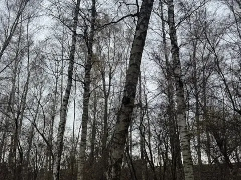 Prodej lesa, Moravský Písek, 4838 m2