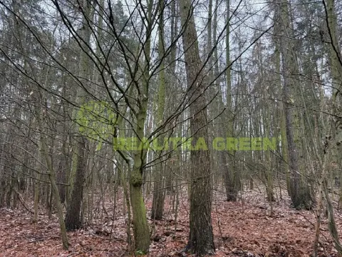 Prodej lesa, Konice, 10385 m2