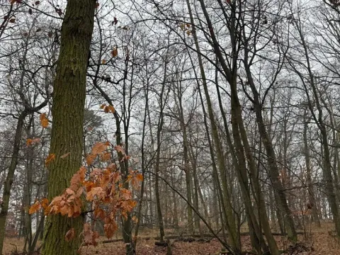 Prodej lesa, Citonice, 1777 m2