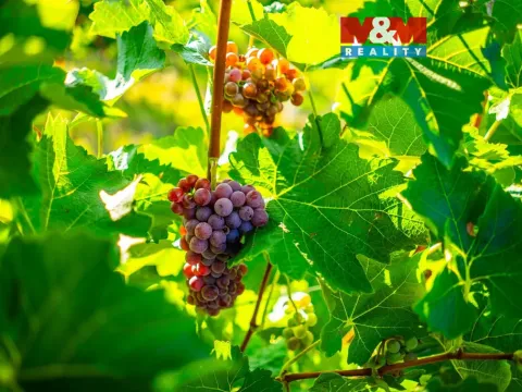 Prodej pole, Šardice, 56699 m2