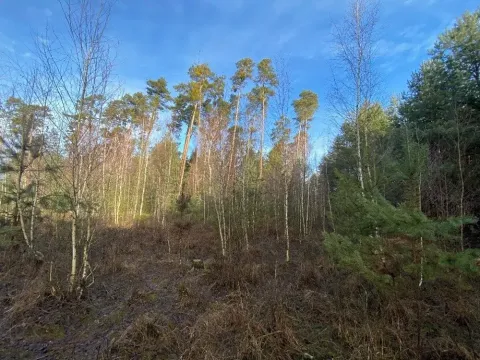 Dražba lesa, Veliny, 5028 m2