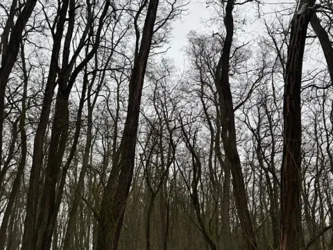 Prodej podílu lesa, Černěves, 9239 m2