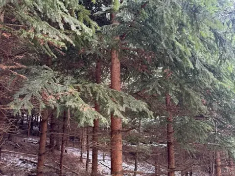 Prodej lesa, Lutonina, 18019 m2