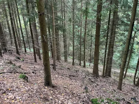 Dražba lesa, Záhoří, 3816 m2