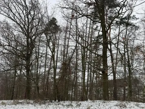 Prodej podílu lesa, Hrabišín, 4749 m2