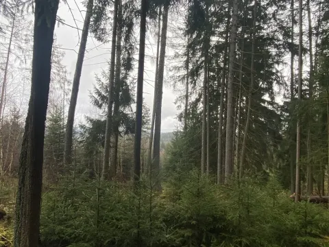 Prodej lesa, Kolinec - Buršice, 1299 m2