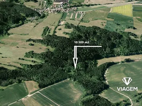 Prodej lesa, Bochovice, 10509 m2
