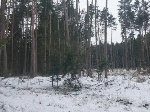 Prodej lesa, Častrov, 1295 m2