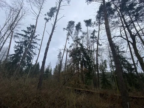 Prodej lesa, Blížejov - Lštění, 4481 m2