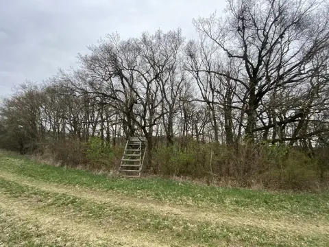 Prodej lesa, Silůvky, 462 m2