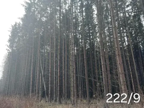 Prodej lesa, Dívčí Kopy, 3000 m2