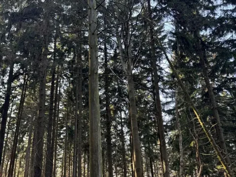 Prodej lesa, Liberec, 14111 m2