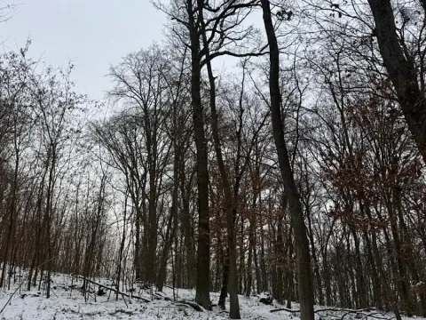 Prodej podílu lesa, Šitbořice, 1075 m2