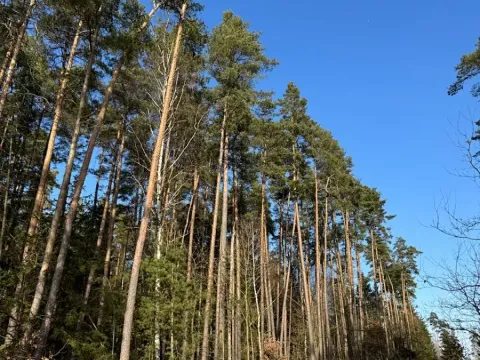 Prodej lesa, Slabčice, 744 m2