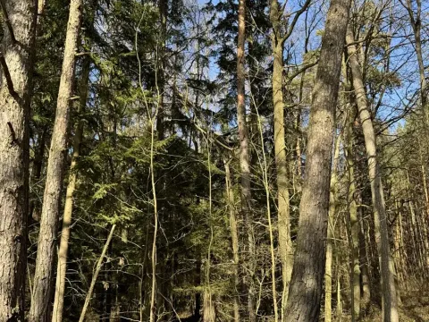 Prodej lesa, Vlastiboř, 3491 m2