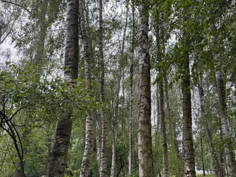 Prodej lesa, Morkovice-Slížany, 4887 m2