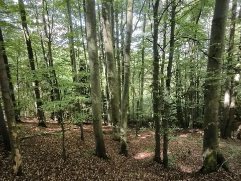 Prodej lesa, Nový Hrozenkov, 21241 m2