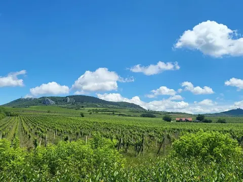 Prodej sadu/vinice, Perná, 32000 m2