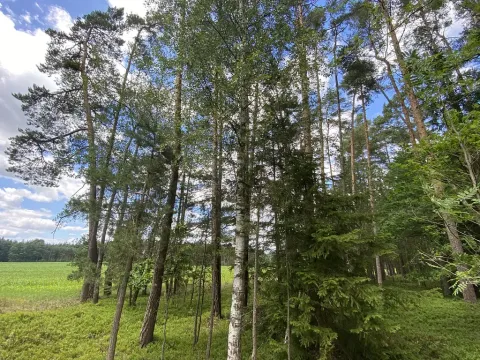 Prodej lesa, Slabčice - Nemějice, 1004 m2